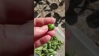 Женские и мужские каперсы. Поправка - это плоды!