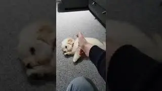 Home training our Poochon puppy