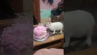 cute rabbit ka birthday Celebration #pets #subscribe #shorts
