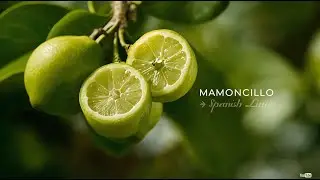 Mamoncillo: The Spanish Lime with Sweet-Tart Tropical Flavor
