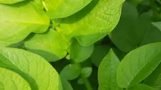 Potato Farming || Potato Farming in Uttar Pradesh || Potato Video ||
