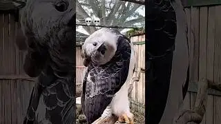 Wild Behavior Uncovered: The Harpy Eagle&rsquo;s Unbelievable Power. #eagles #shorts