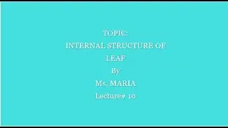 Lecture# 10 Grade 6th Drawing INTERNAL STRUCTURE OF LEAF