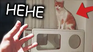 A nova mansão do meu gato