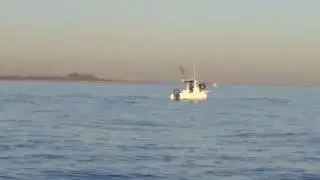 Humpback Whale spotted Raritan bay \ New York Harbor