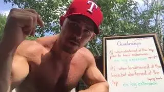 Quadriceps - The Role Of Active/Passive Insufficiency #3 of 5