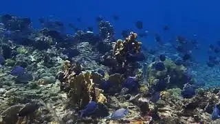 Acanthurus coeruleus (Blue tang surgeonfish)
