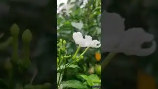Glimpse of PinWheel Flower | #pinwheelsamosa #pinwheel #pinwheels #pinwheelsandwich