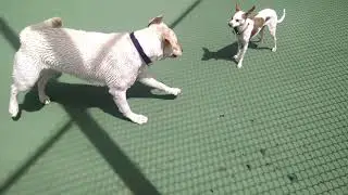 Luna & Scrapy facing off 05 219