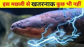 How Do Electric Eels Generate Current | Electric Eel fish