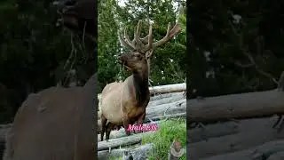 The Majestic Deer of North America and Asia. #Elk #short video # animal facts
