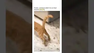 cats natural instincts kick in around a mouse #cathunt #cathunter #catprey #catmouse #catsarethebest