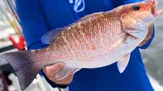 GIANT Mangrove Snapper - Catch And Cook - (Best Recipe) Truck on the Beach Grill-out!