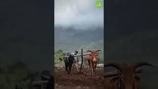 AgrifutureTechnology  #farming #agriinnovation#agrifuture