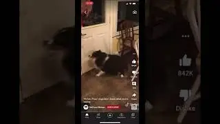 Proof dogs don&rsquo;t understand you, original vid @McPepsiMemes