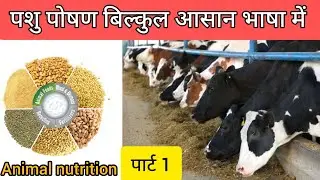 पशु पोषण बिल्कुल आसान भाषा में/ animal nutrition 