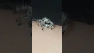 My Jumping Spider Bit Me!??