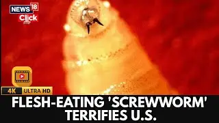 Deadly Flesh-Eating Screwworm Found Infecting Person In Us For First Time In Years | US News | N18G
