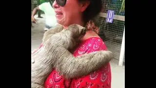 Lady Cries While Holding Sloth
