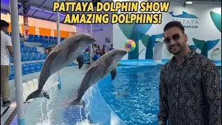 Dolphin Show pattaya city Thailand 🇹🇭 LIVE AQUATIC ADVENTURE!