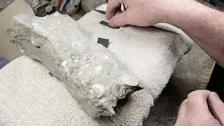 Polishing a Fossil Echinoid - Scuttilaster major
