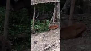 &ldquo;#Serow #Wildlife 🐐 Rare Serow in its Natural Habitat 🌿 #NatureSounds #AnimalLovers&rdquo;