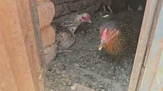 Chickens Morning Rush | Chickens Laying Eggs in The Coop | Organic Poultry Raising