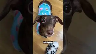Cuando Sonu se neg&oacute; a ponerse la medicina en la pierna. #shortvideo