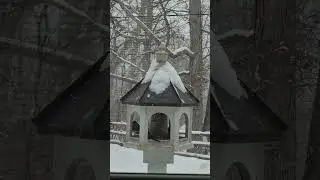 For the birds Sunday January 25, 2026