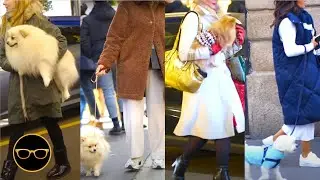 Fashion Style with Lovely Dogs - Fashionable Doggie Attire - Street Style in Italy