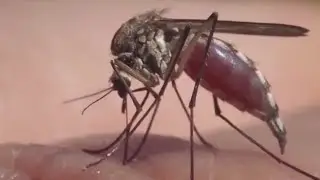 APH monitoring malaria situation following a locally-acquired infection in Texas