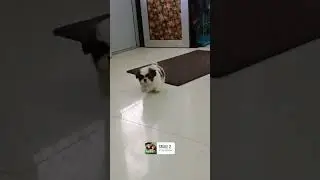 Cute Shitzu male pup for sale #import quality#15000rs only
