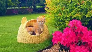 Котята впервые вышли в сад, но их исследование прервал дождь