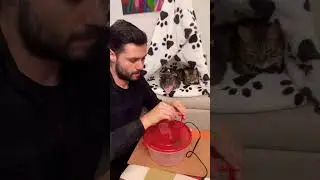 Tutorial fuente de agua para gato #gato #gatos #mascotas #gatoscolombia #gatosmexico #michitips