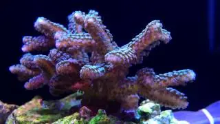 Birdsnest coral and water flow