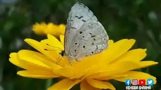 2020 best Mobile photography tips and tricks by #kehsiba_sharma Kehsibaphotography. #kalimpong