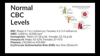 Lab Value Series: Normal CBC Levels