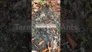 Termites vs. Carpenter Ants 🐜 👀 #pestcontrol #shorts #florida #termites #ants