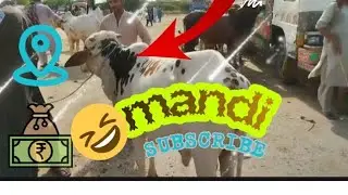 The Mandi Vlogs: A 2025 Revolution
