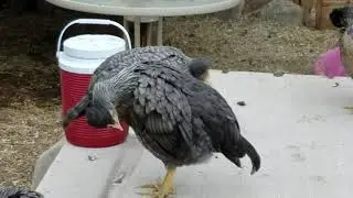 Cream leg bar chickens.