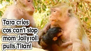 Mother Monkey Care Her New Baby more carefully