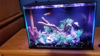 Top Fin Dazzle Fish tank kit review
