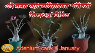 Adenium plant care in January || জানুয়ারি মাসে এডেনিয়াম গাছের যত্ন ||