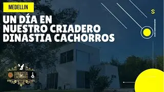 BULLDOG FRANCÉS Y TECKEL UN DÍA EN NUESTRO CRIADERO / DINASTIA CACHORROS MEDELLIN
