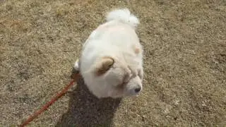 Awesome Before and After Video | 6-Month-Old Chow Chow 'Hiko' | Off-Leash K9 Training
