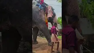 puthupalli Kesavan #elephant #viral #aanapremi #poorapremikal
