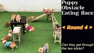Dog Eating Competition - Challenge with Obstacles