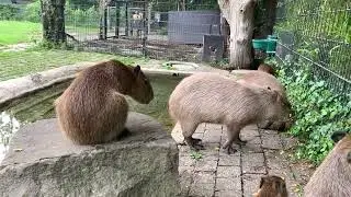 Zoo Dortmund Capybaras