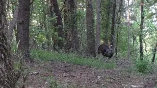 2019 Florida turkey hunt - gettin' on the board!