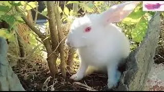 Cute rabbit on a flower pot